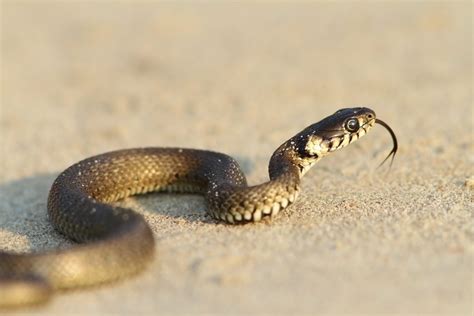 snake slither or crawl